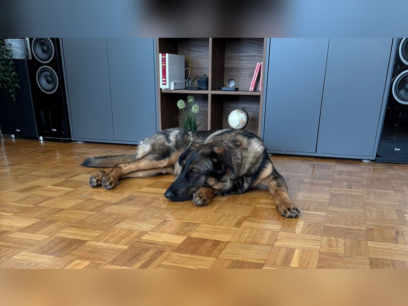 Schäferhund / Berner Sennen-Mix Woody Rüde 1 Jahr alt