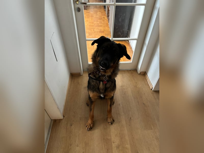 Schäferhund / Berner Sennen-Mix Woody Rüde 1 Jahr alt