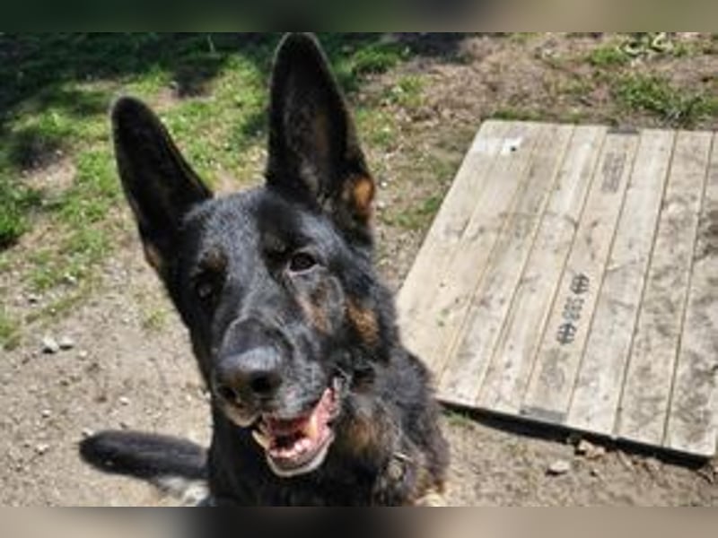 Dringend!!!, Hektor, ein Deutscher Schäferhund auf der Suche nach einem Zuhause