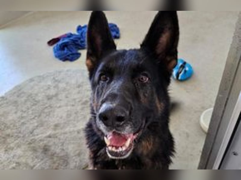 Dringend!!!, Hektor, ein Deutscher Schäferhund auf der Suche nach einem Zuhause
