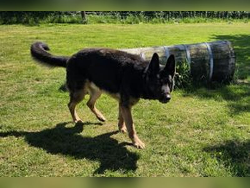 Dringend!!!, Hektor, ein Deutscher Schäferhund auf der Suche nach einem Zuhause