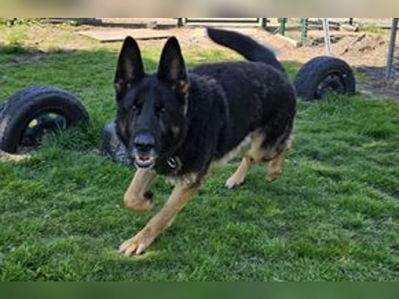 Dringend!!!, Hektor, ein Deutscher Schäferhund auf der Suche nach einem Zuhause