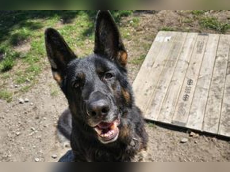Dringend!!!, Hektor, ein Deutscher Schäferhund auf der Suche nach einem Zuhause