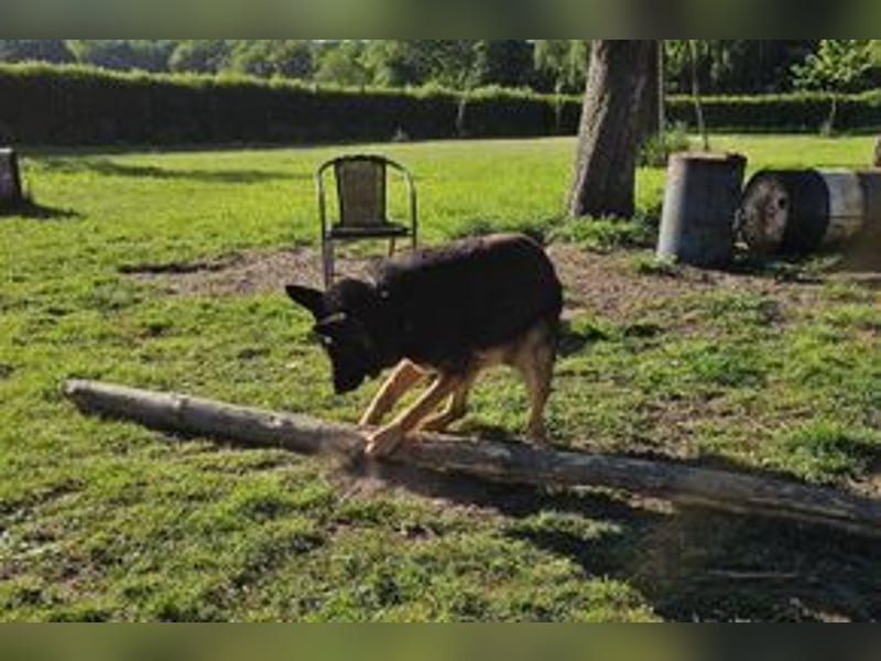 Dringend!!!, Hektor, ein Deutscher Schäferhund auf der Suche nach einem Zuhause