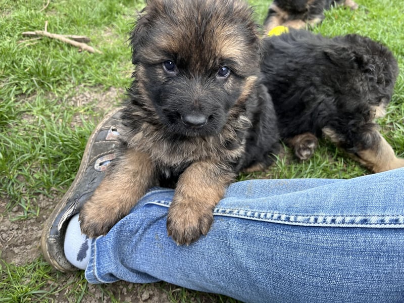 Deutsche Schäferhunde Langstockhaar
