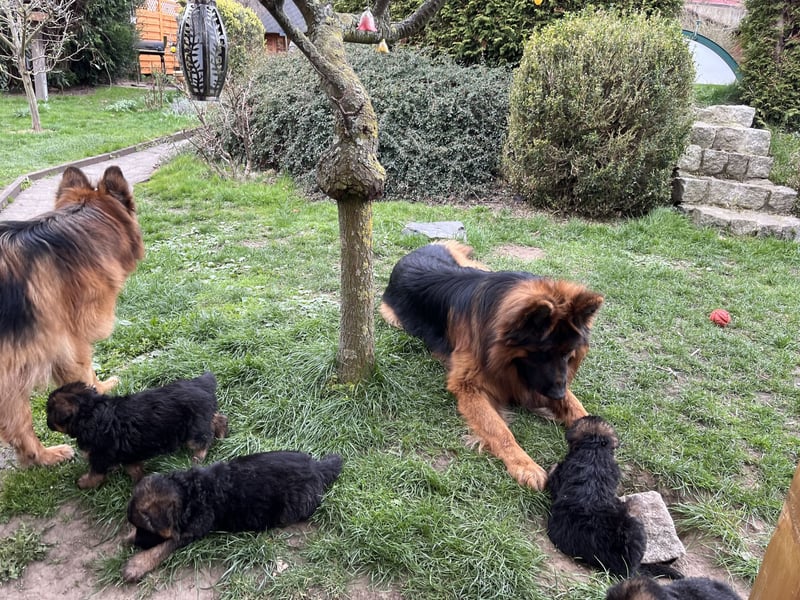 Deutsche Schäferhunde Langstockhaar