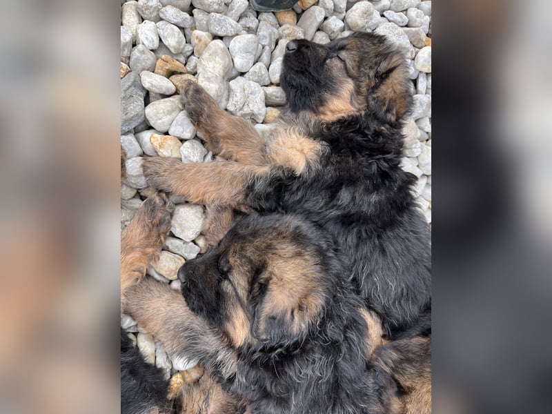 Deutsche Schäferhunde Langstockhaar