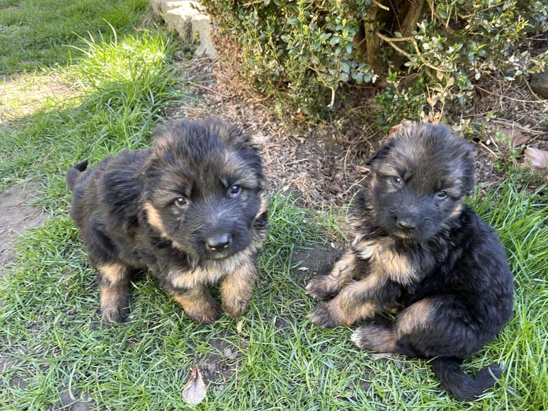 Deutsche Schäferhunde Langstockhaar