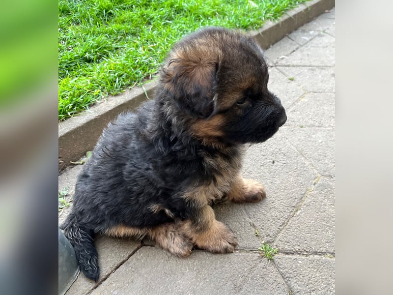 Deutsche Schäferhunde Langstockhaar