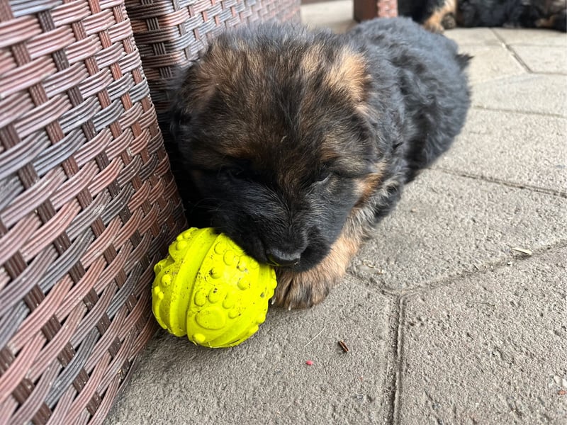 Deutsche Schäferhunde Langstockhaar