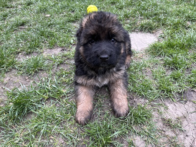 Deutsche Schäferhunde Langstockhaar