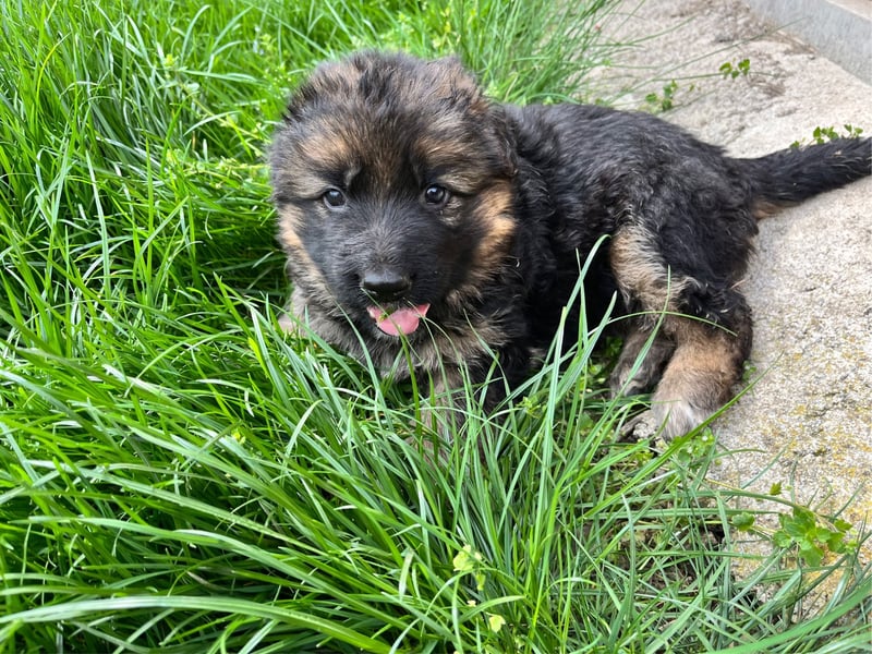 Deutsche Schäferhunde Langstockhaar