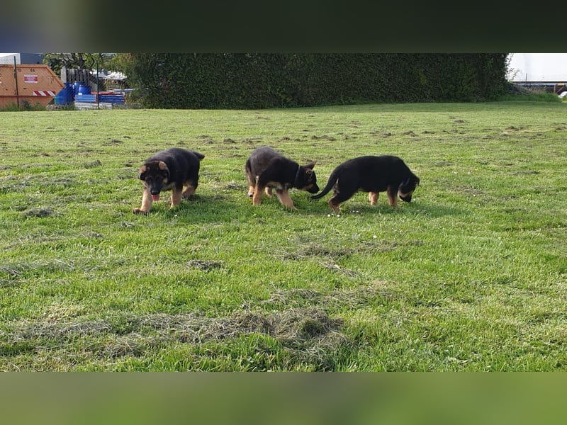 Verkaufe Deutsche Schäferhund Welpen mit Papiere.