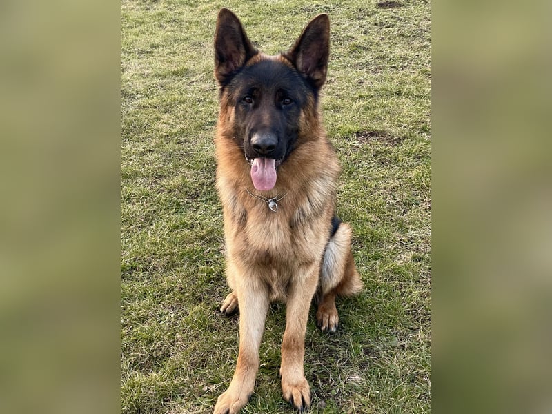 Deutscher Schäferhund Rüde mit Papiere.