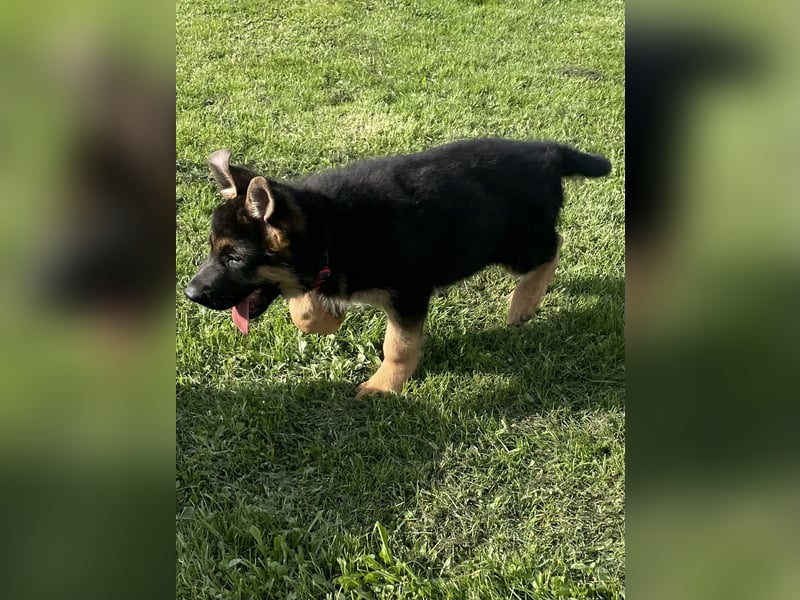 Verkaufe Deutsche Schäferhund Welpen mit Papiere.