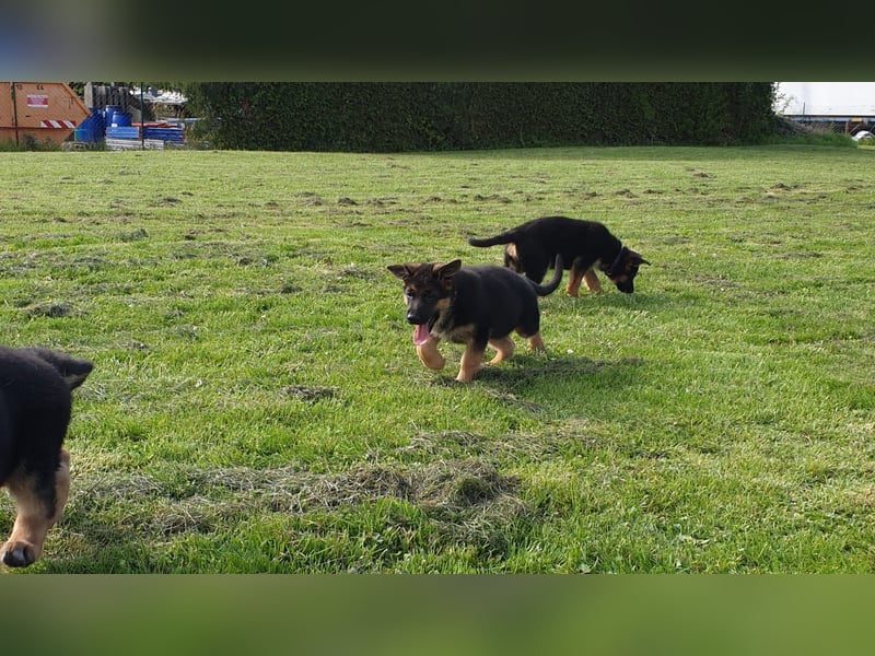 Verkaufe Deutsche Schäferhund Welpen mit Papiere.