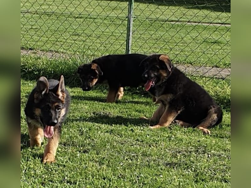 Verkaufe Deutsche Schäferhund Welpen mit Papiere.
