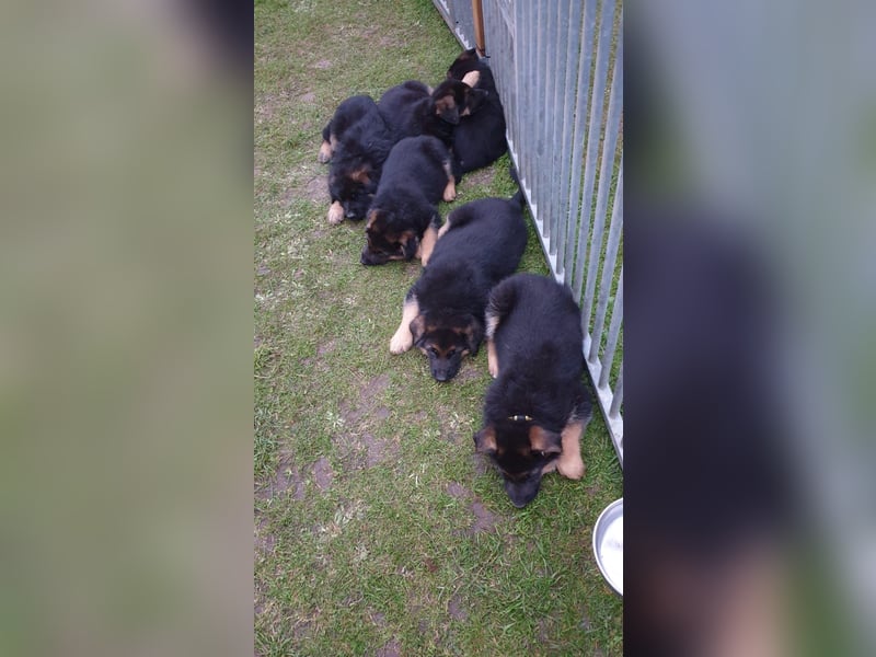 Verkaufe Deutsche Schäferhund Welpen mit Papiere.