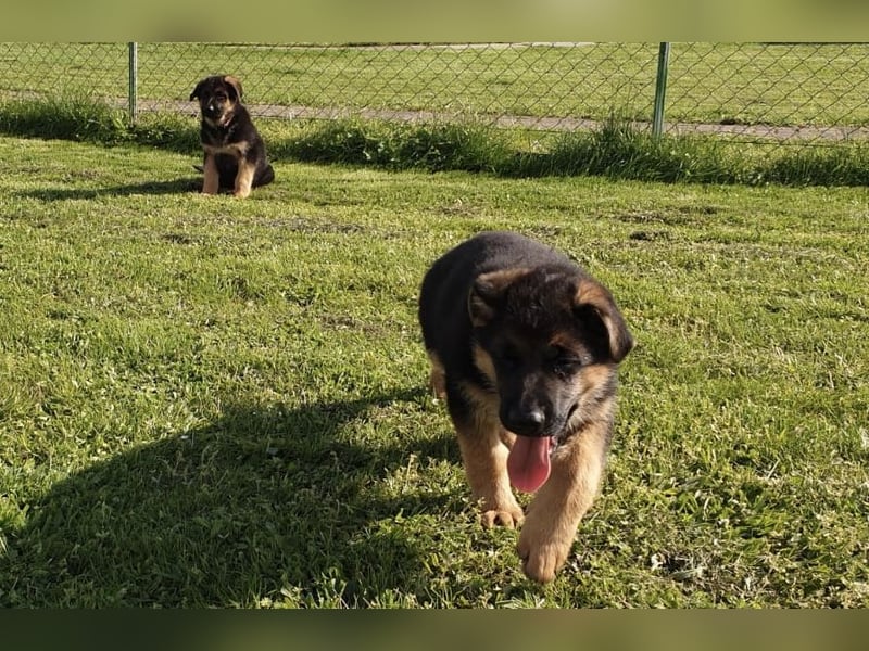 Verkaufe Deutsche Schäferhund Welpen mit Papiere.