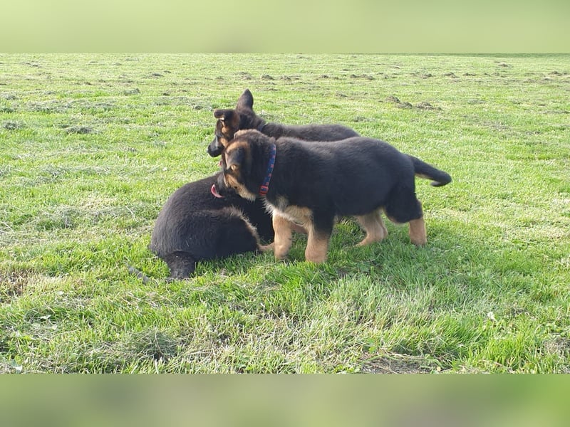 Verkaufe Deutsche Schäferhund Welpen mit Papiere.