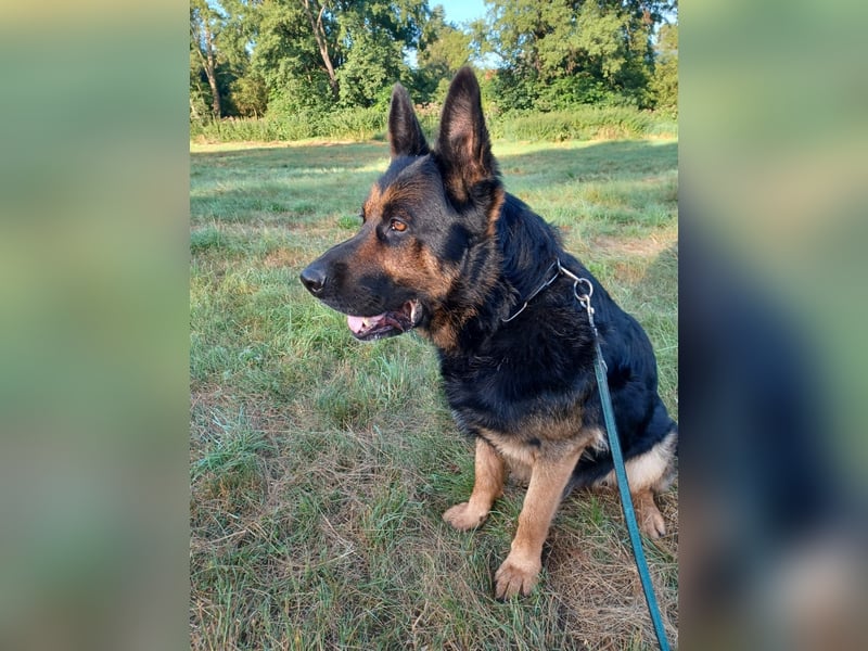 Hardy – Deutscher Schäferhund sucht ein erfahrenes Zuhause