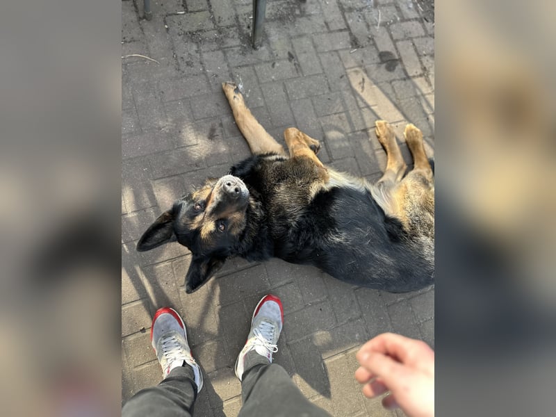 Hardy – Deutscher Schäferhund sucht ein erfahrenes Zuhause