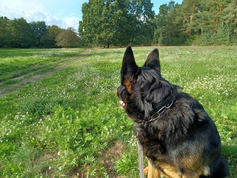 Hardy – Deutscher Schäferhund sucht ein erfahrenes Zuhause