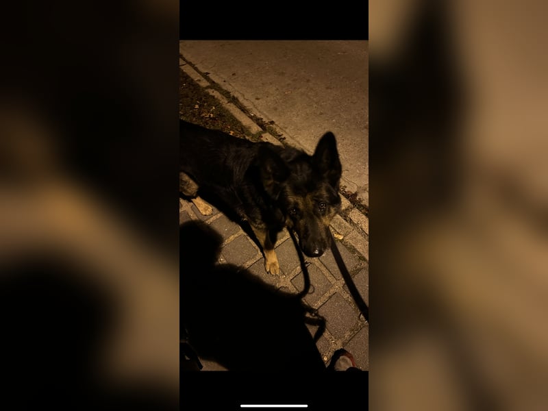 Hardy – Deutscher Schäferhund sucht ein erfahrenes Zuhause