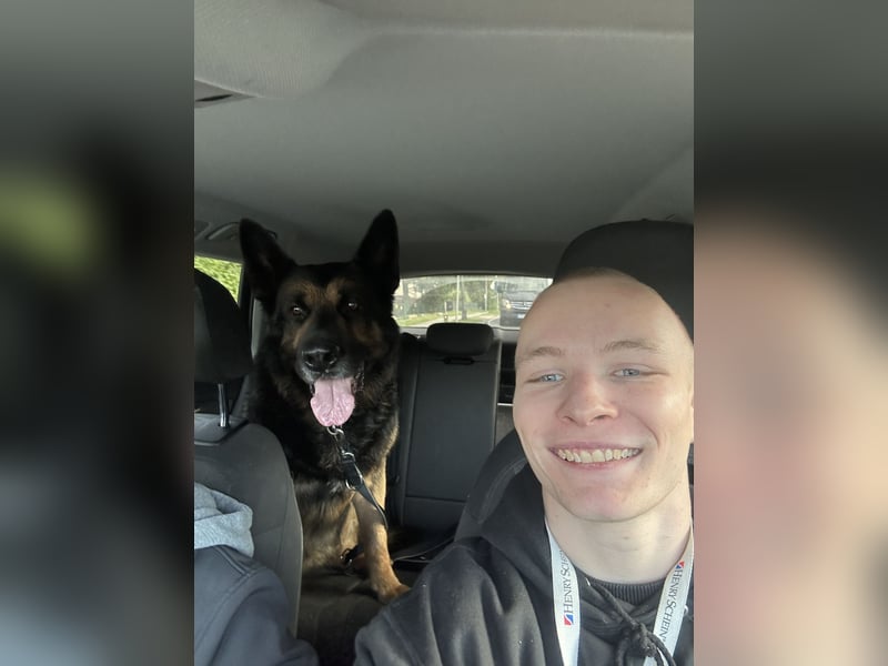 Hardy – Deutscher Schäferhund sucht ein erfahrenes Zuhause