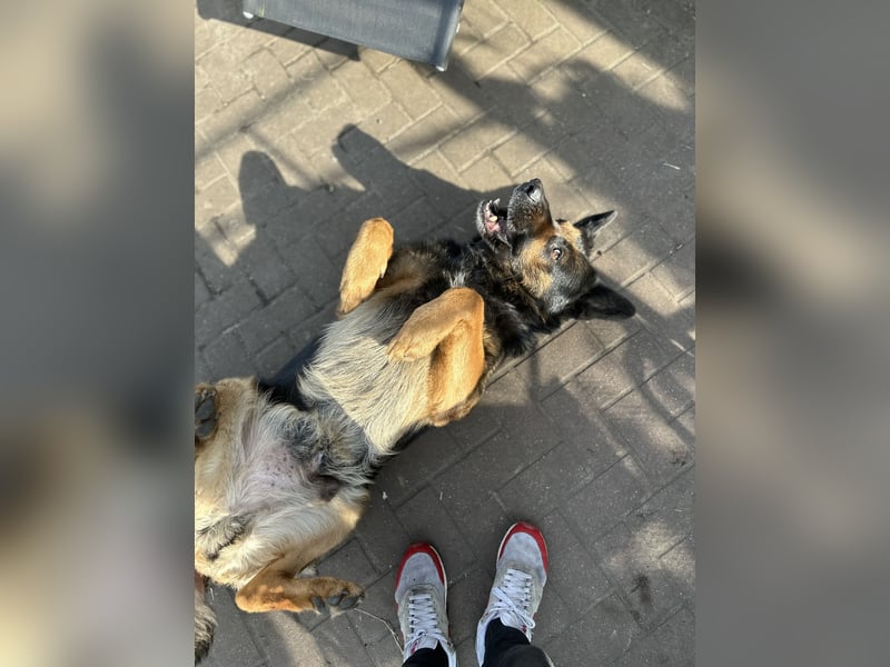 Hardy – Deutscher Schäferhund sucht ein erfahrenes Zuhause
