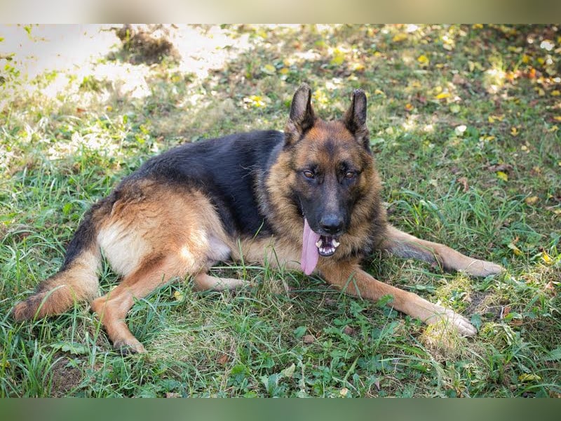 Lobo: sucht Ruhe und Liebe