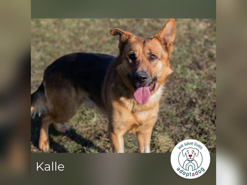 Kalle: sucht ein Zuhause