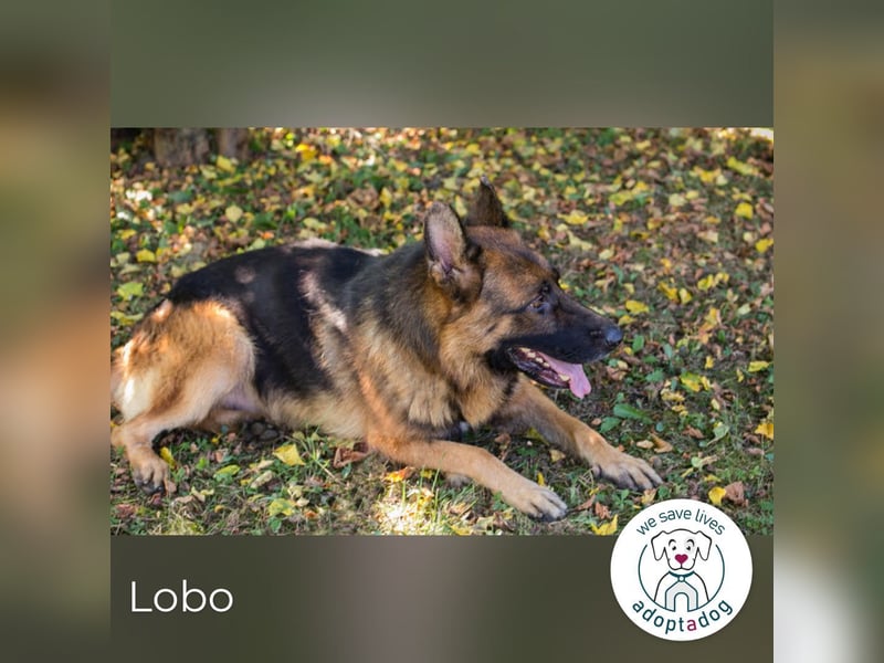 Lobo: sucht Ruhe und Liebe