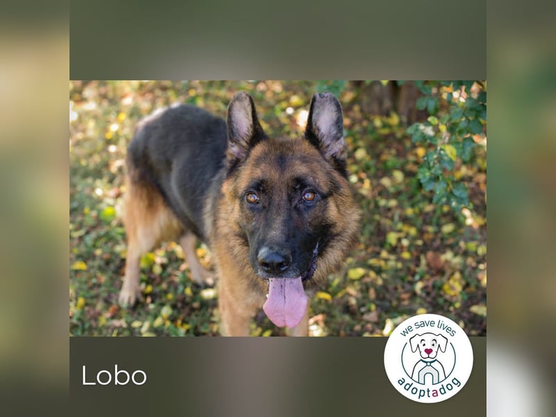 Lobo: sucht Ruhe und Liebe