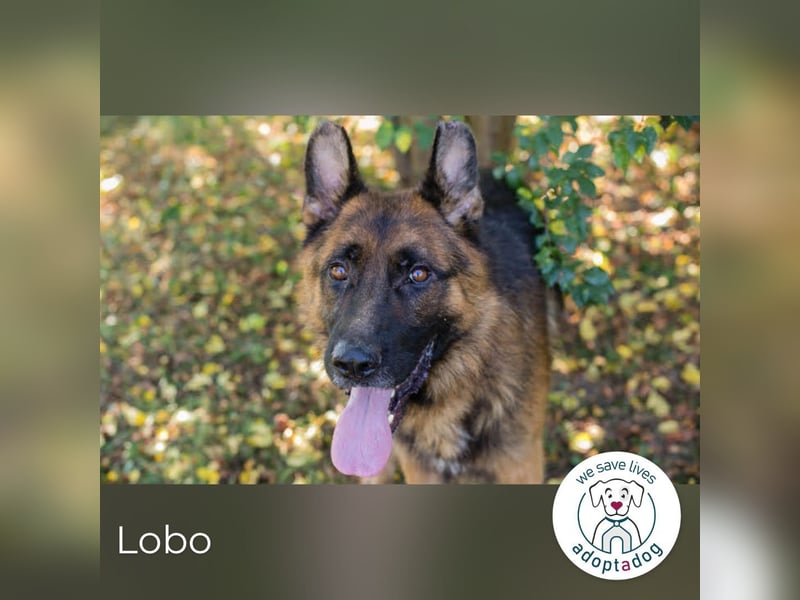 Lobo: sucht Ruhe und Liebe