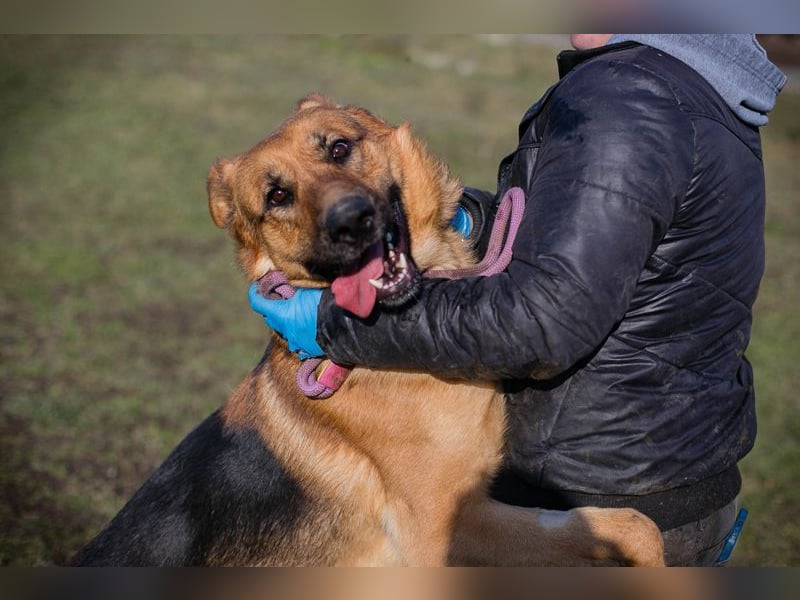 Kalle: sucht ein Zuhause