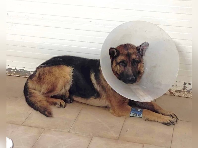 Lobo: sucht Ruhe und Liebe