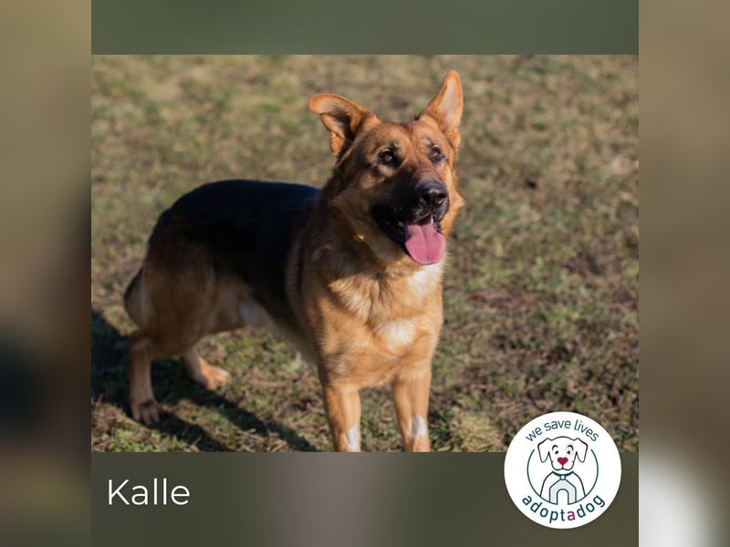 Kalle: sucht ein Zuhause