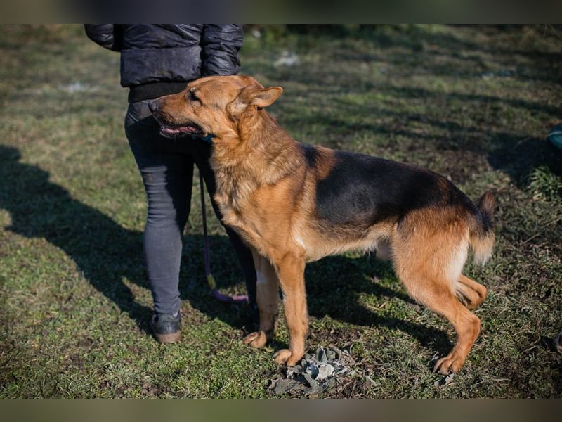 Kalle: sucht ein Zuhause