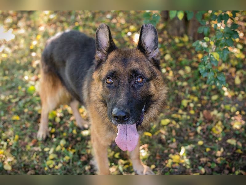 Lobo: sucht Ruhe und Liebe