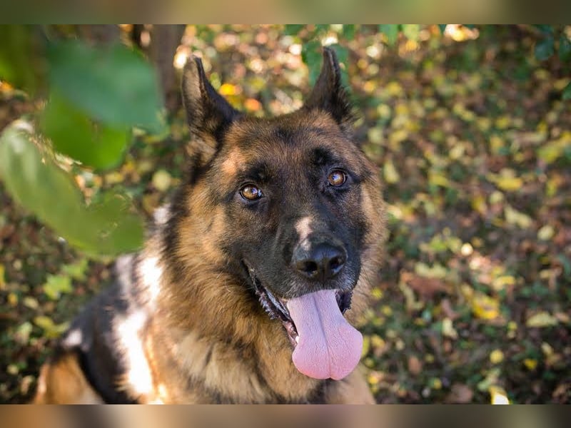 Lobo: sucht Ruhe und Liebe