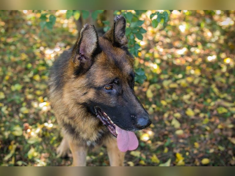 Lobo: sucht Ruhe und Liebe