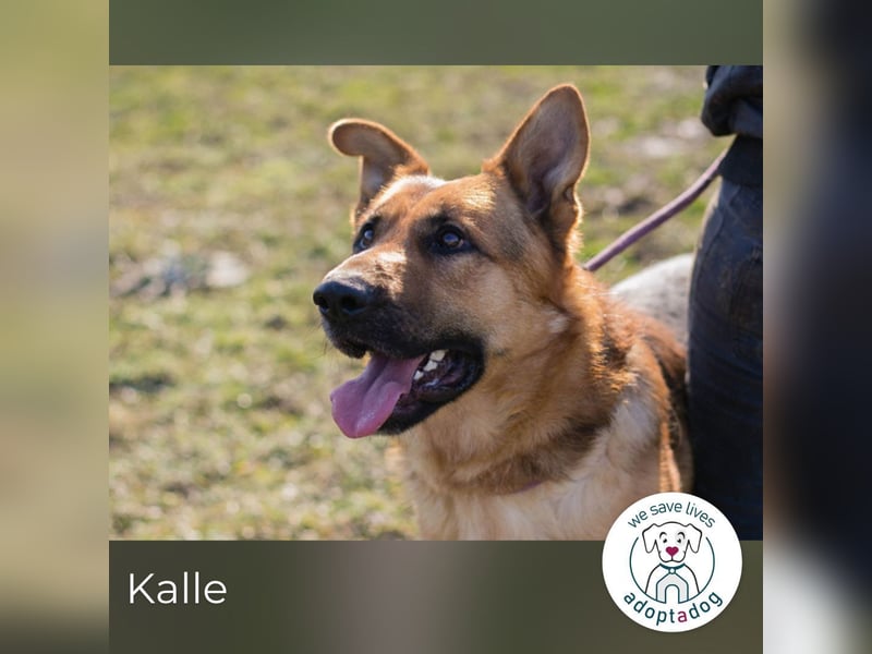 Kalle: sucht ein Zuhause
