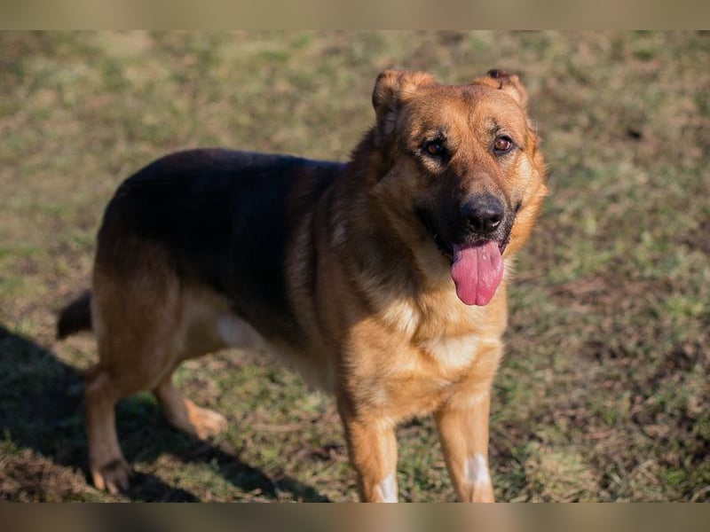 Kalle: sucht ein Zuhause