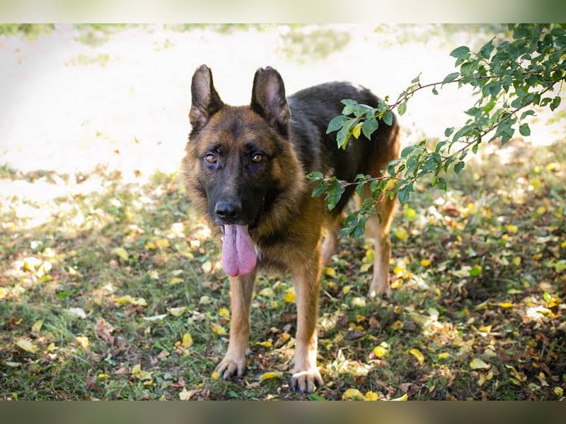 Lobo: sucht Ruhe und Liebe