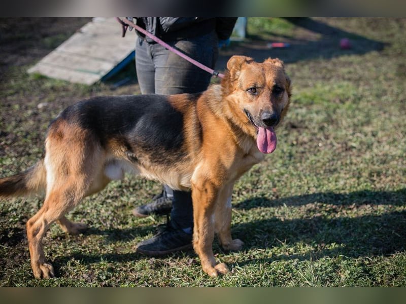 Kalle: sucht ein Zuhause
