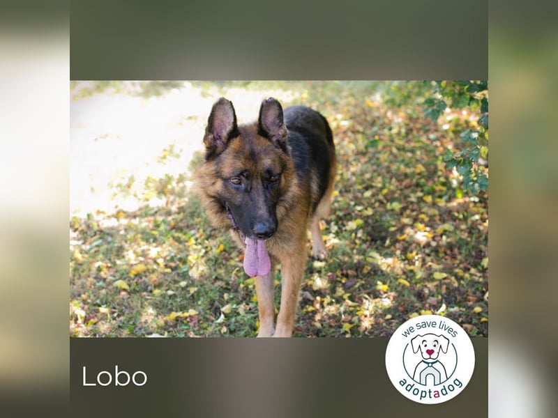 Lobo: sucht Ruhe und Liebe