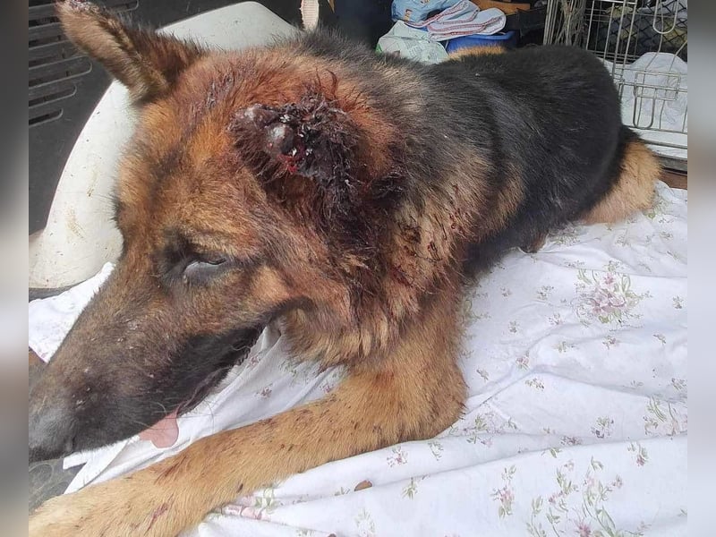 Lobo: sucht Ruhe und Liebe