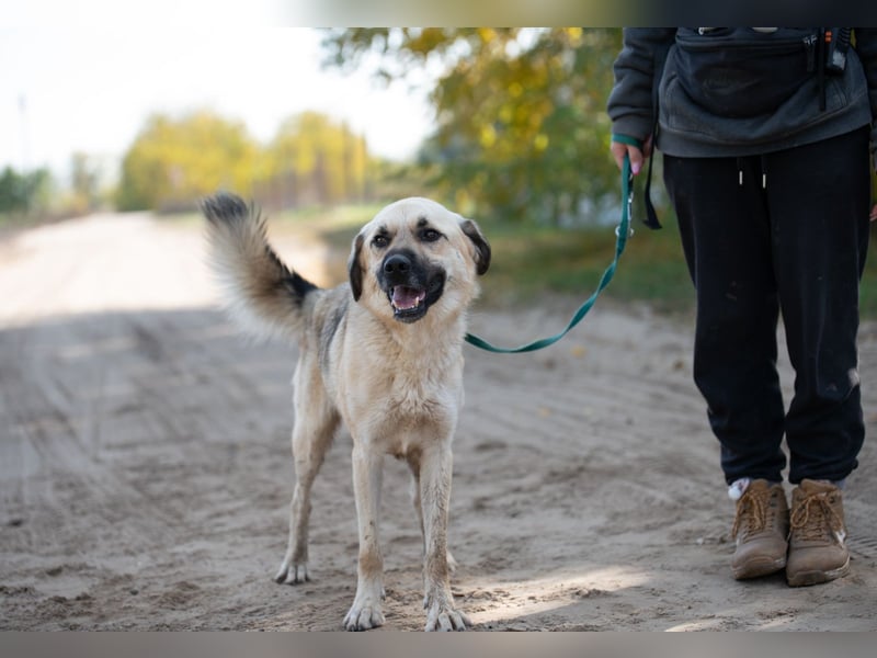 Csimo - Ein Hund auf dem Weg zum Traumhund