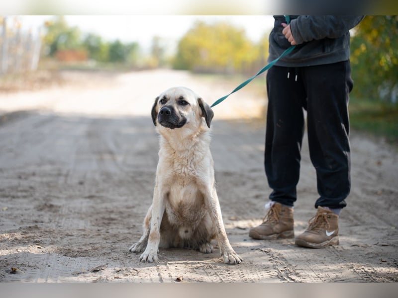 Csimo - Ein Hund auf dem Weg zum Traumhund